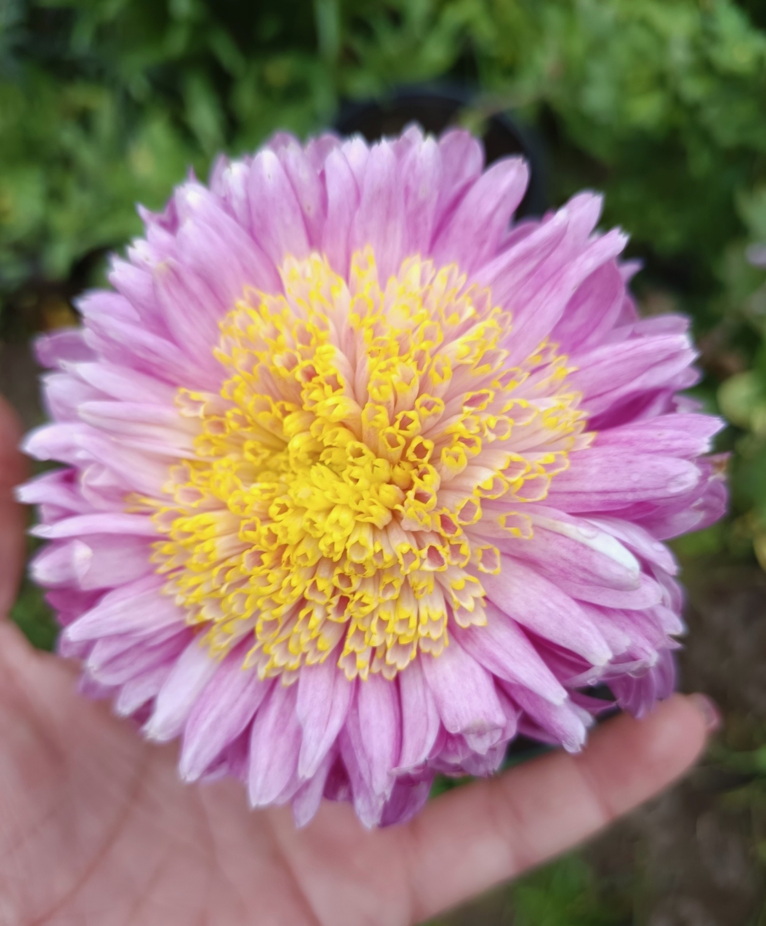 Високостебленa хризантемa Rosela Pink