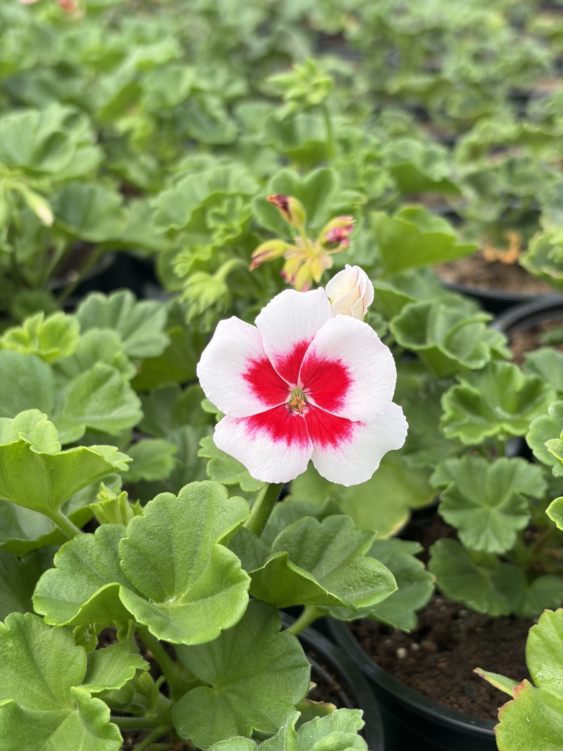 Мушкато - Pelargonium zonale Americana® White Splash