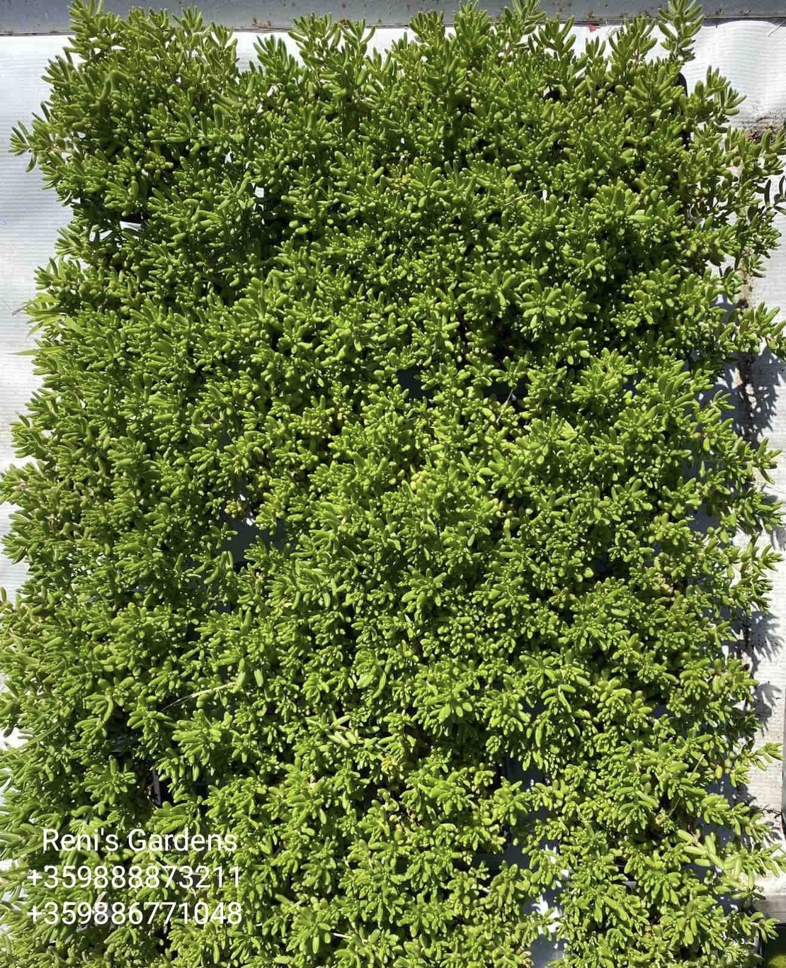 Седум коралов килим (Sedum album Coral Carpet)