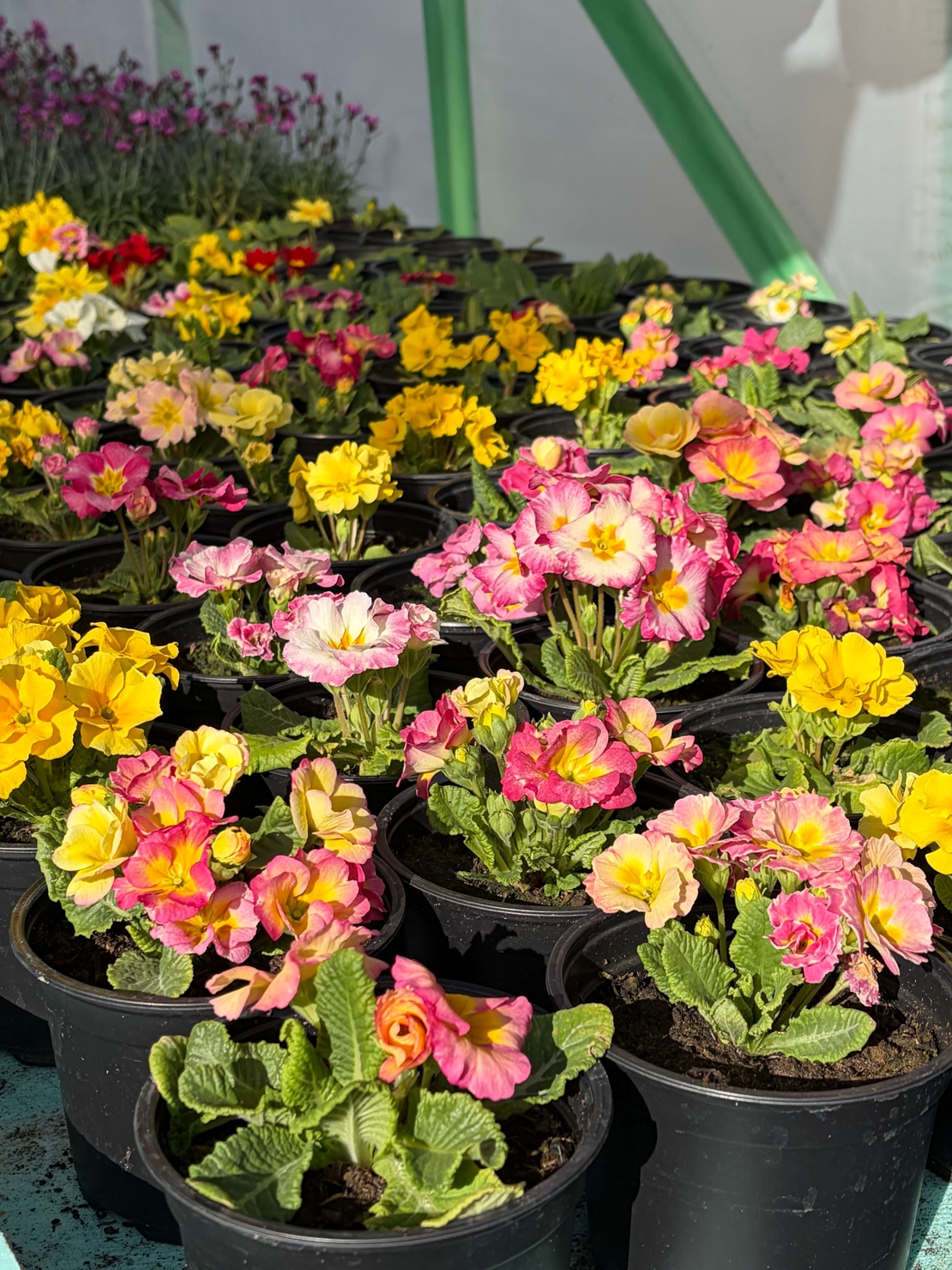 Кичеста иглика, тип розичка