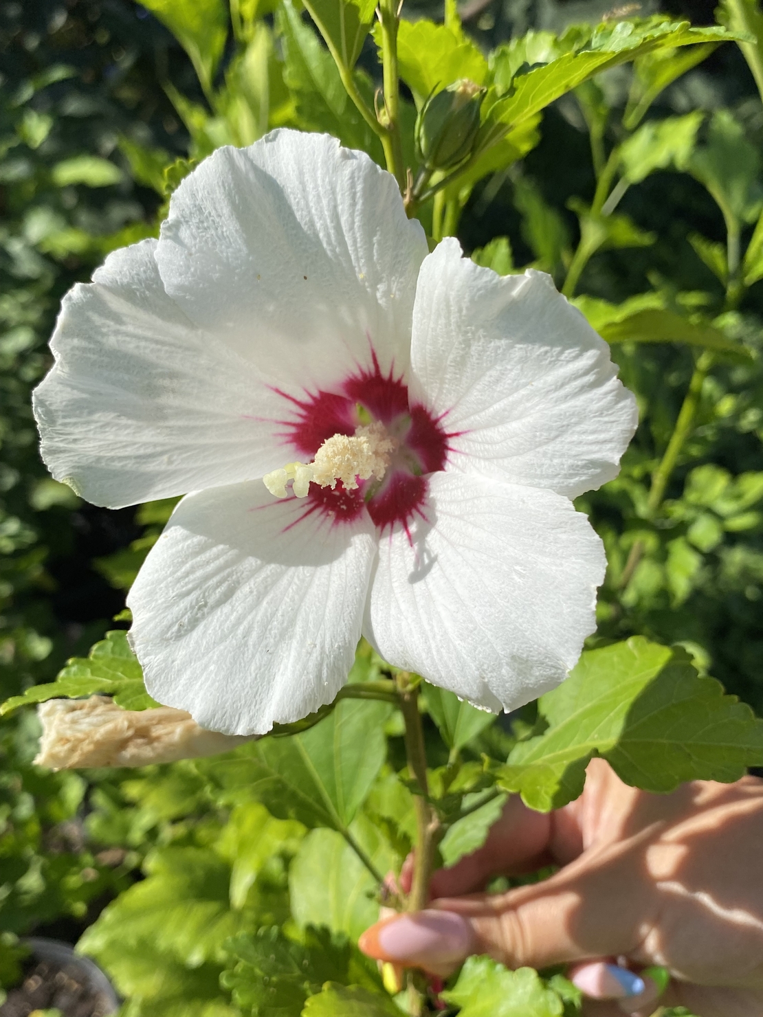 Дървовидна ружа - Hibiscus syriacus