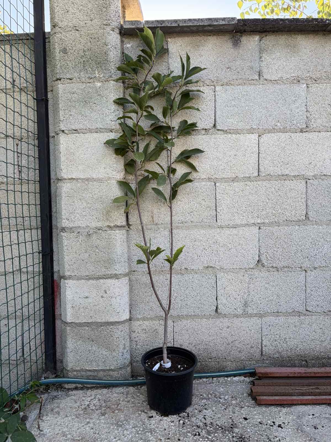 Магнолия „Galaxy“ (Magnolia × soulangeana ‘Galaxy’)