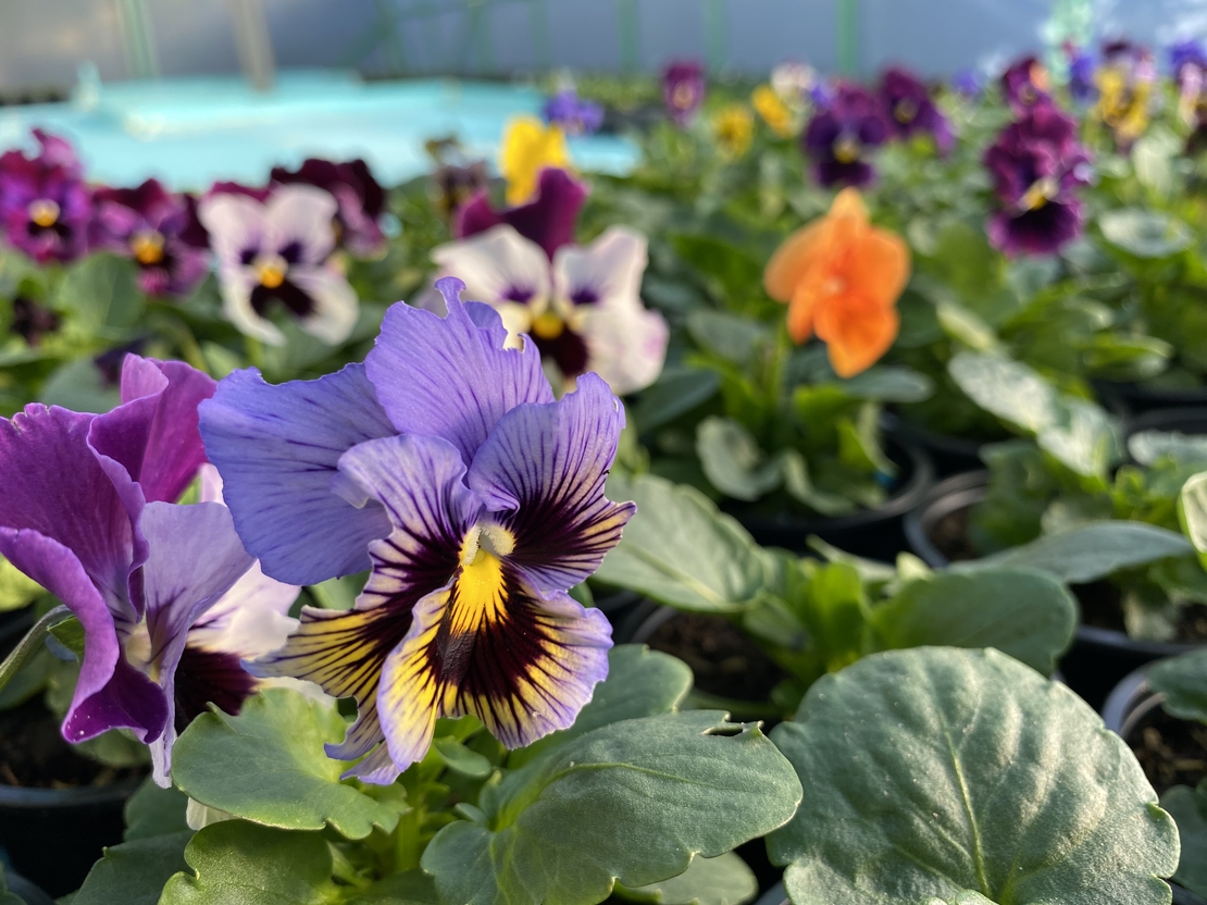 Къдрави теменужки