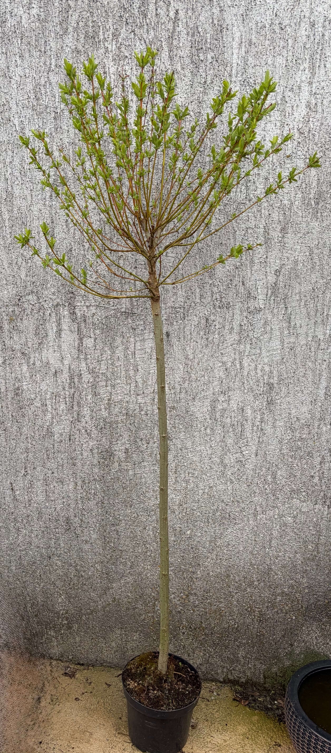 Японска пъстролистна върба - salix integra hakuro nishiki