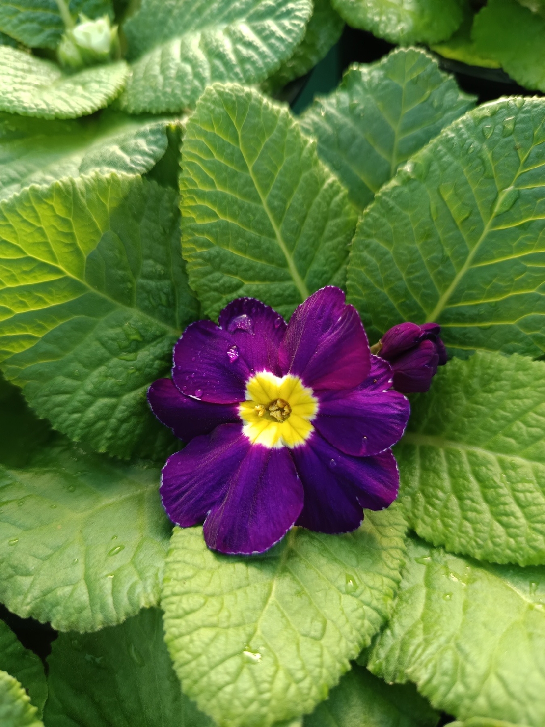 Едроцветна иглика - XL Mid Early Mix