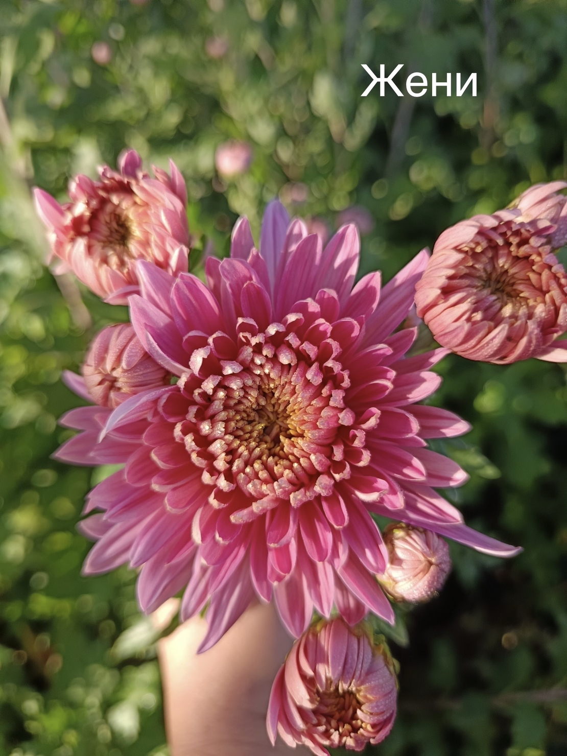 Бългрски хризантеми - различни сортове