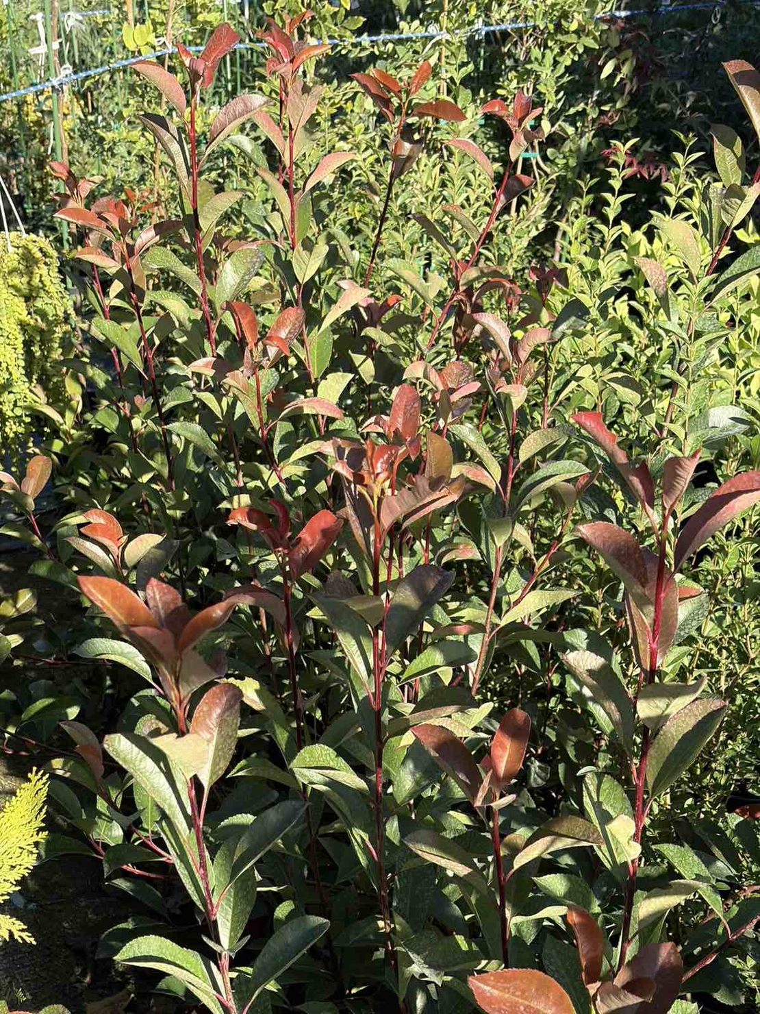 Фотиния ‘Red Robin’ / Photinia × fraseri ‘Red Robin'