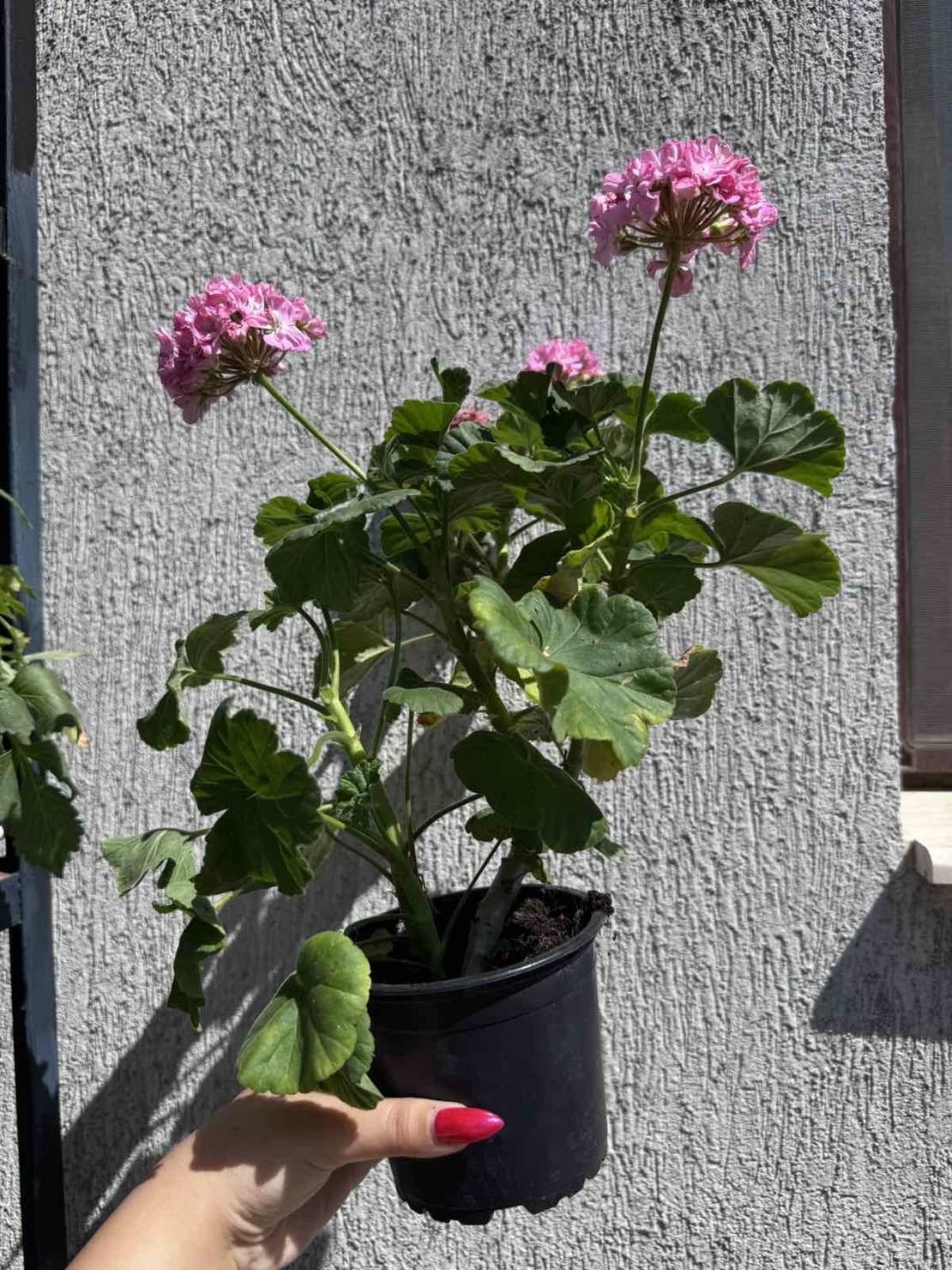 Мушкато (Pelargonium zonale) - кичест сорт