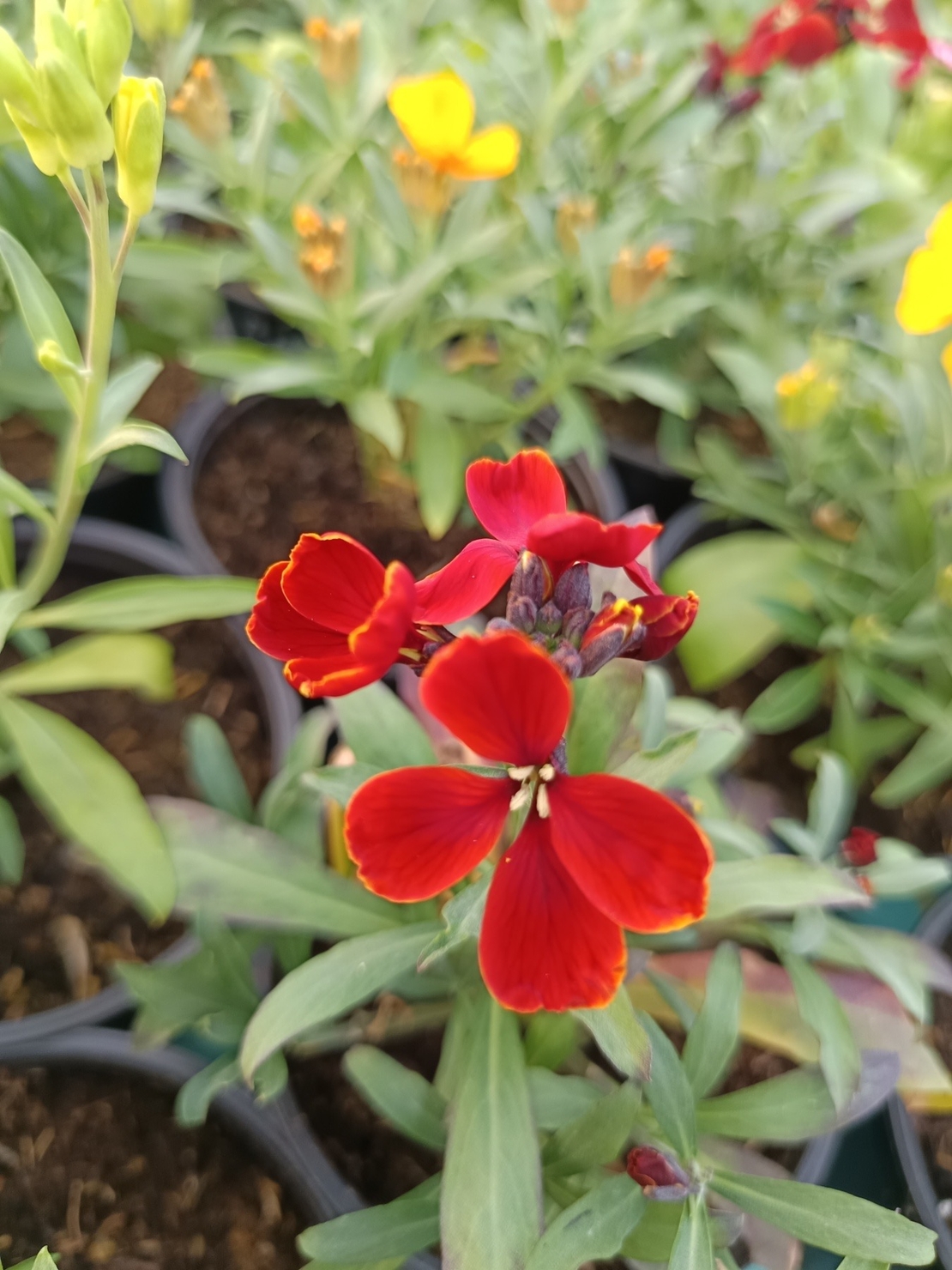 Шибой - Sugar Rush Mix