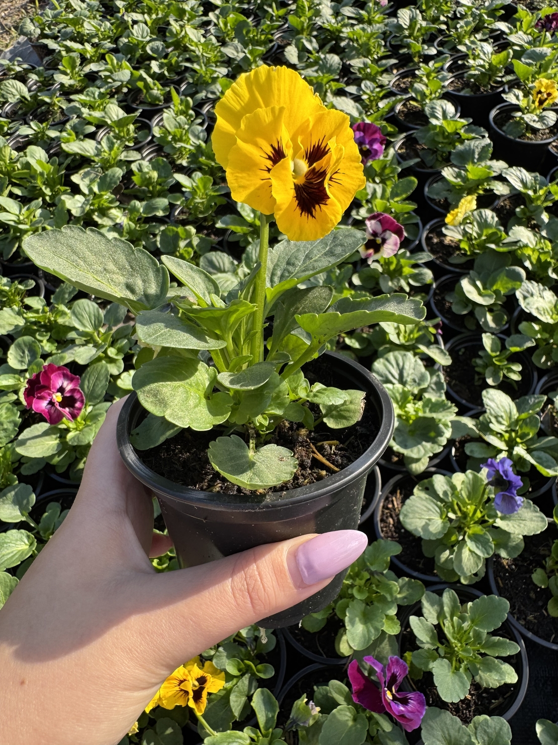 Къдрави теменужки