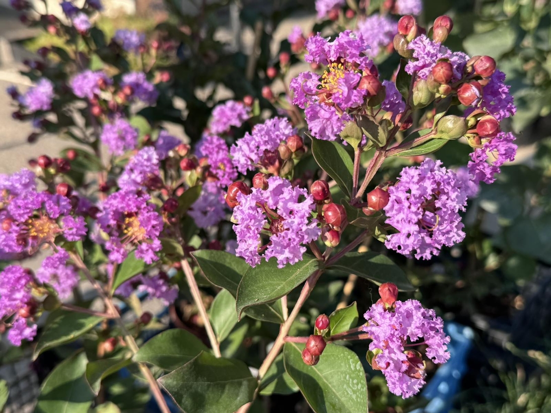 Индийски люляк - Lagerstroemia indica