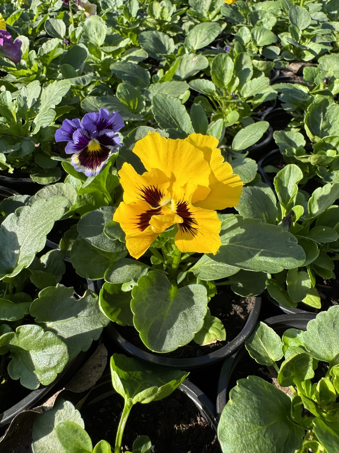 Къдрави теменужки