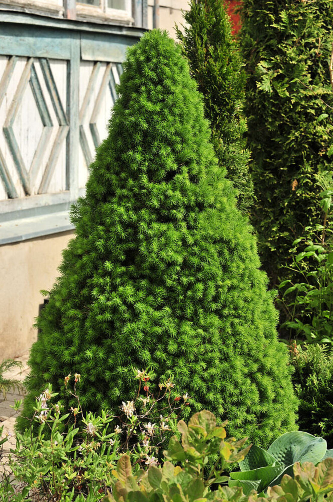 Picea glauca 'Conica' – Декоративен смърч Коника (джудже)