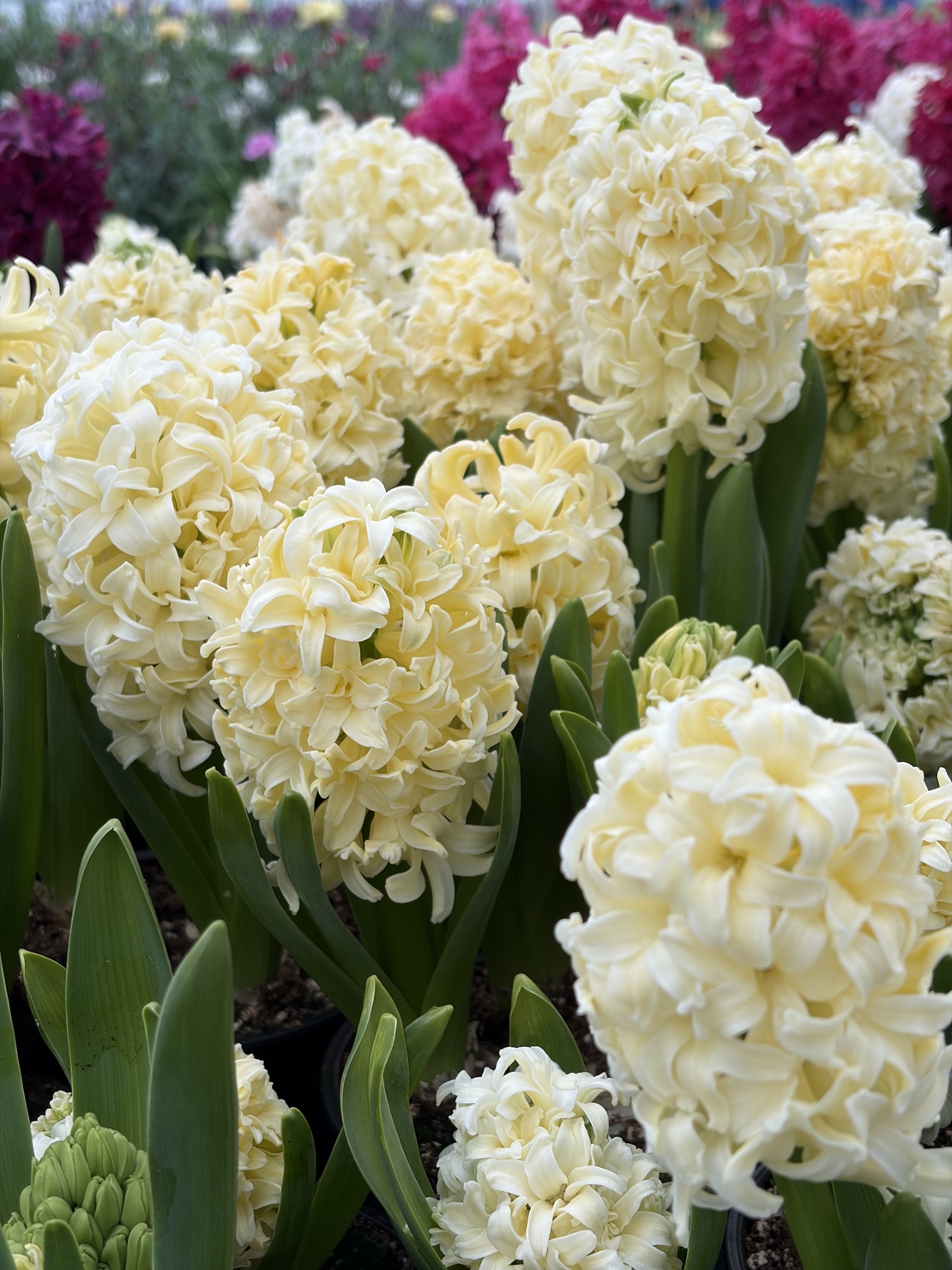 Зюмбюл City of Haarlem в саксия - единичен