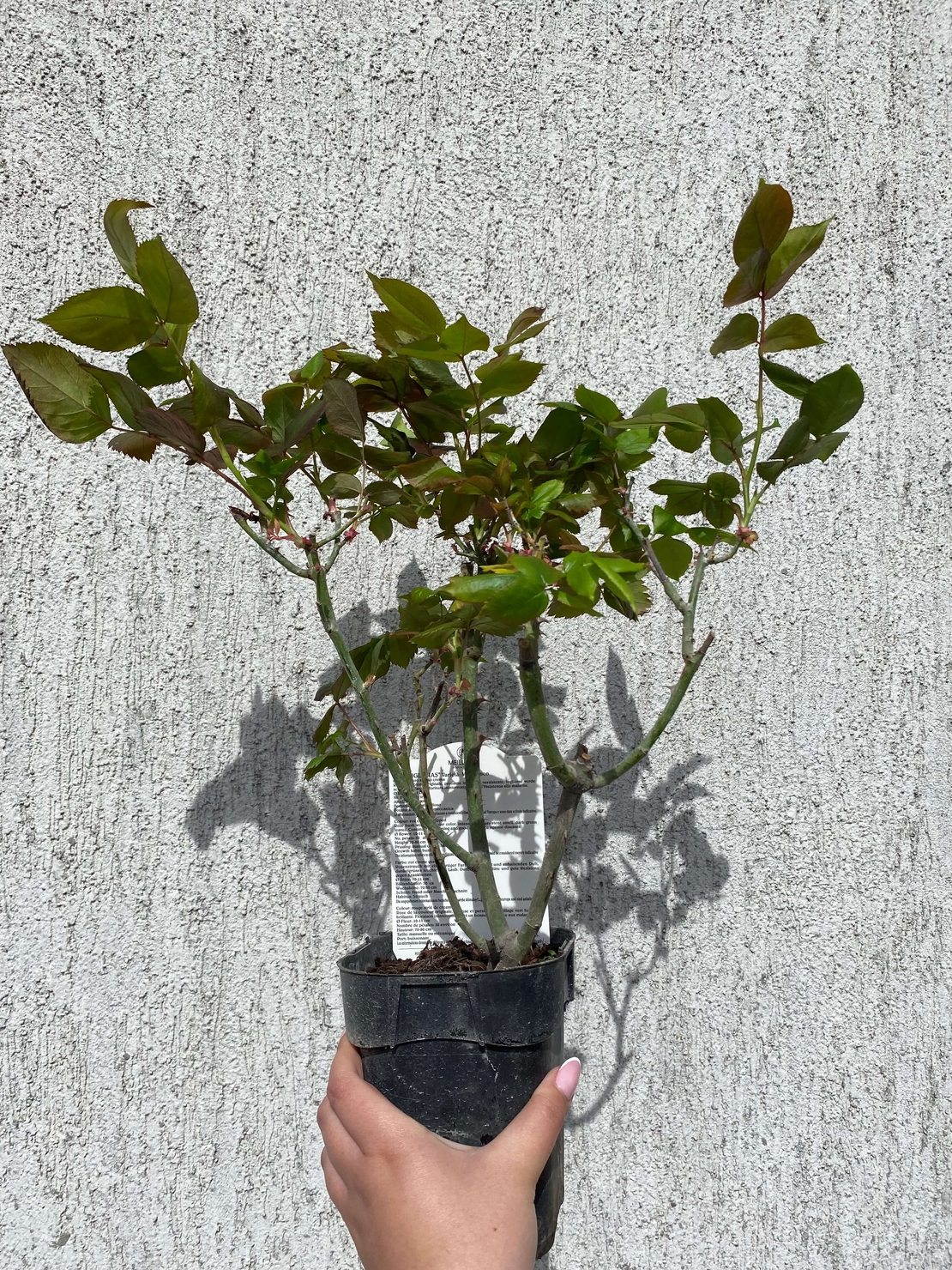 JULIO IGLESIAS® Meistemon