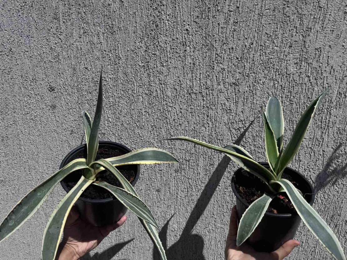 Столетник (Agave americana 'Variegata')