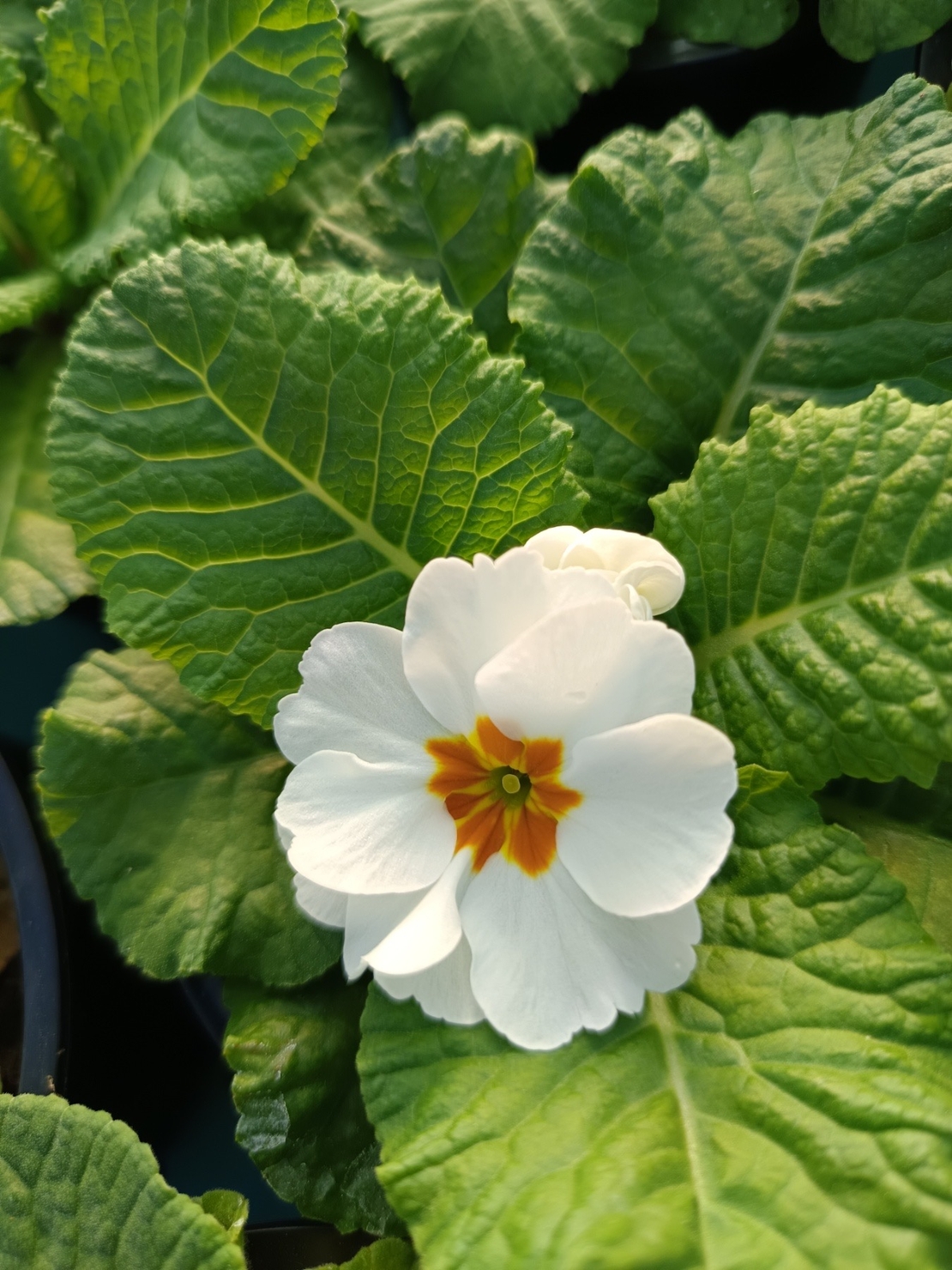 Едроцветна иглика - XL Mid Early Mix