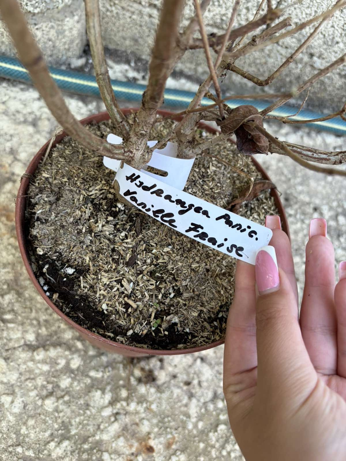Hydrangea paniculata 'Vanille Fraise' - Хортензия метличеста „Vanille Fraise“