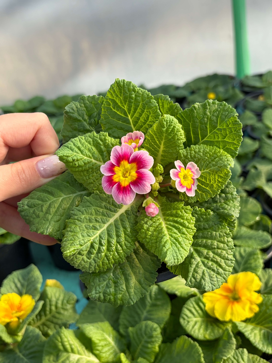 Едроцветна иглика - XL Mid Early Mix