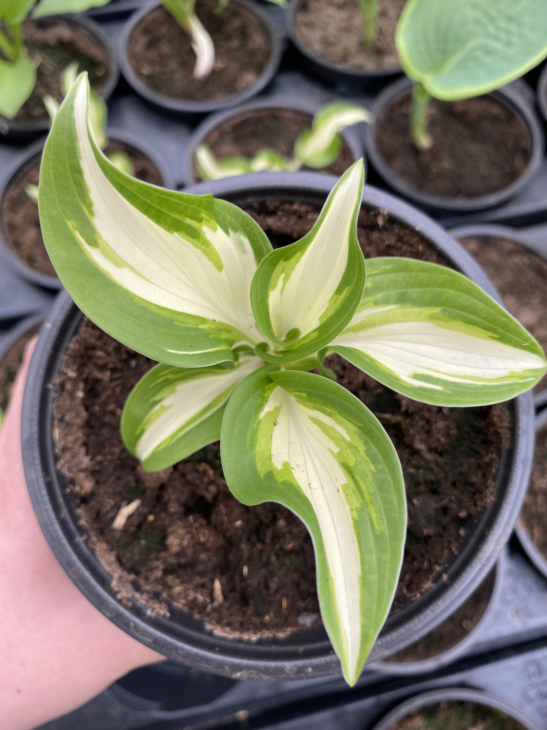 Хоста /Hosta/ - Hosta Mediovariegata