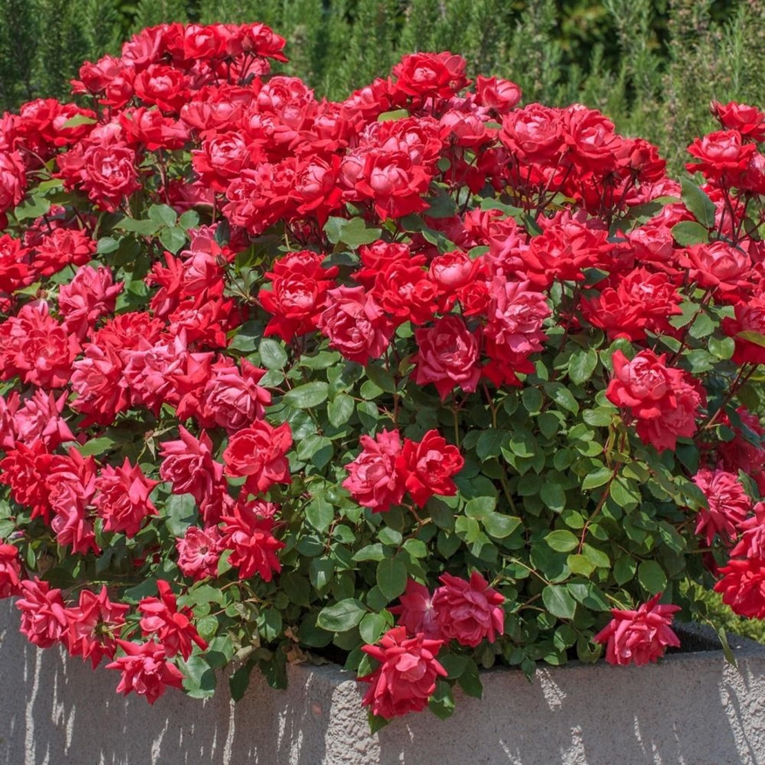 Rosa 'Radtko' DOUBLE KNOCK OUT®