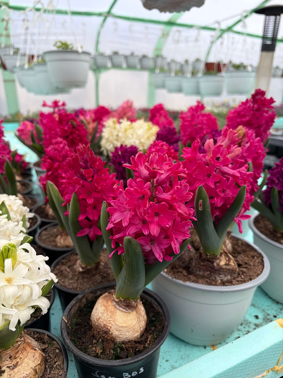 Зюмбюл Jan Bos в саксия - единичен