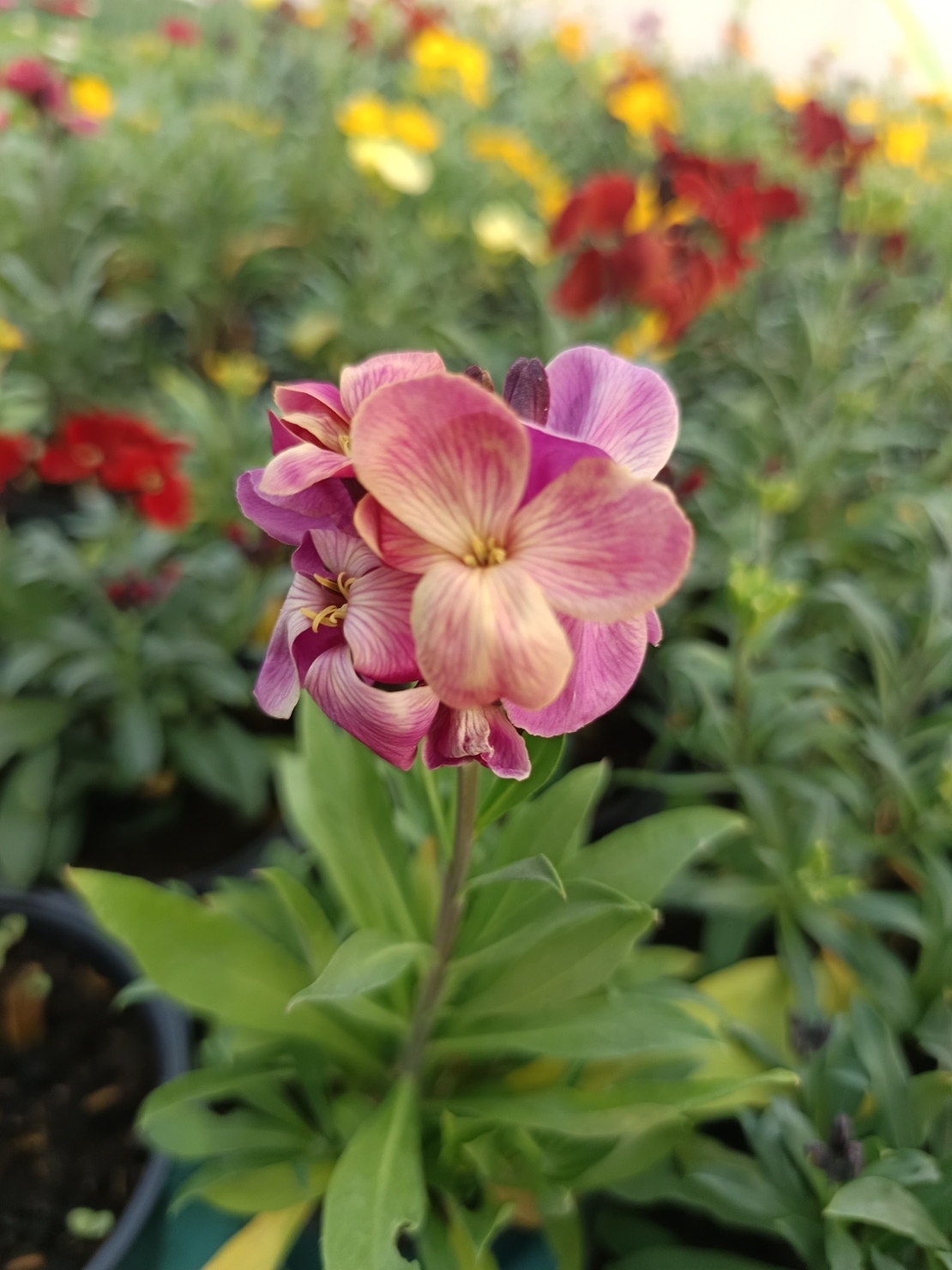 Шибой - Sugar Rush Mix