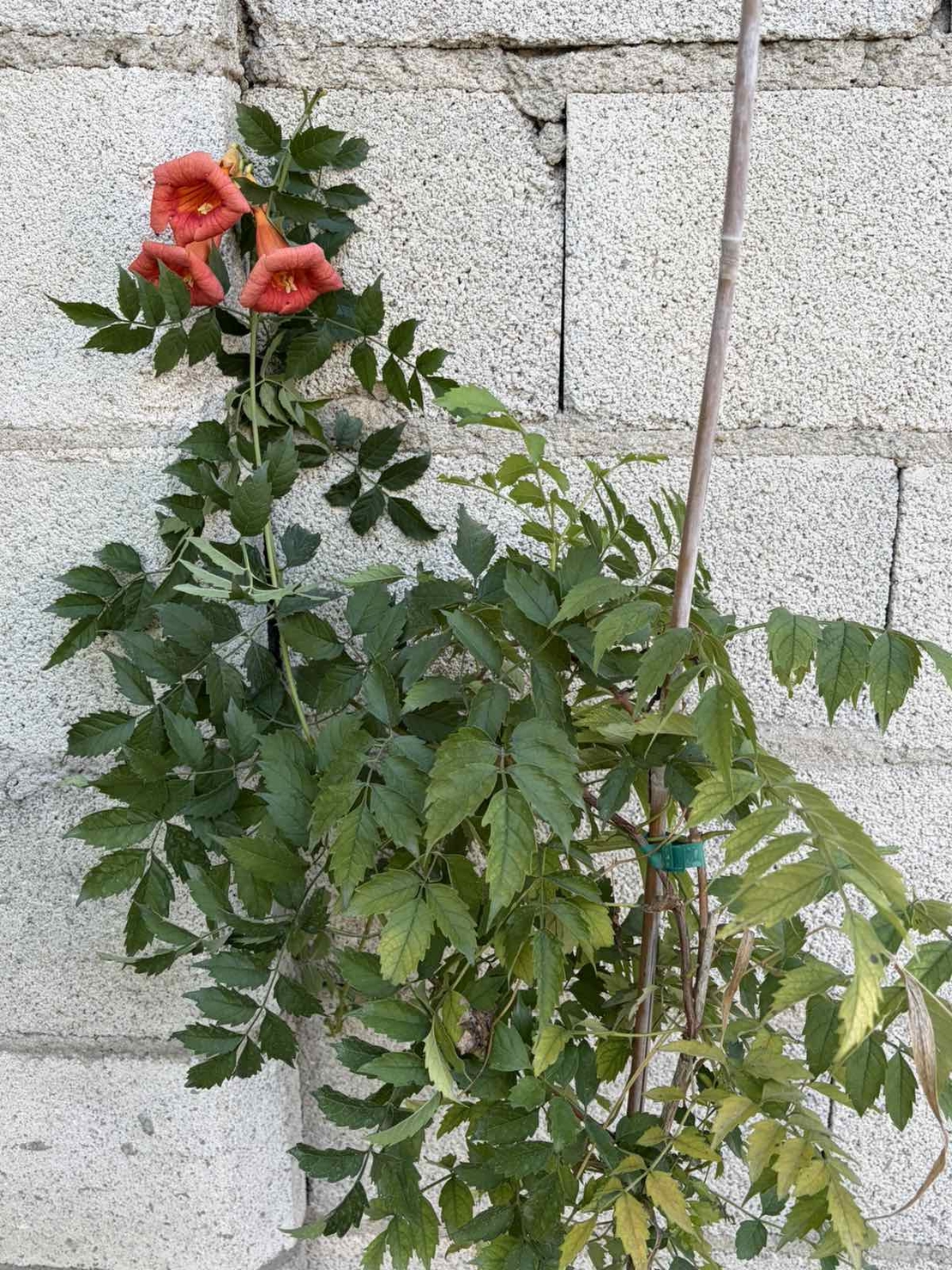 Текома (Campsis radicans)