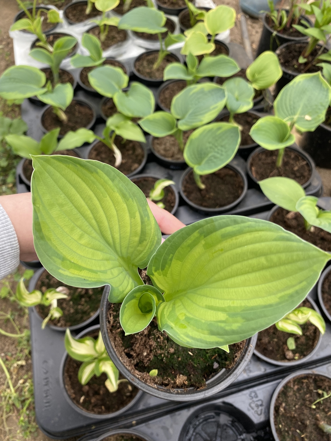 Хоста /Hosta/ - Hosta Remember Me