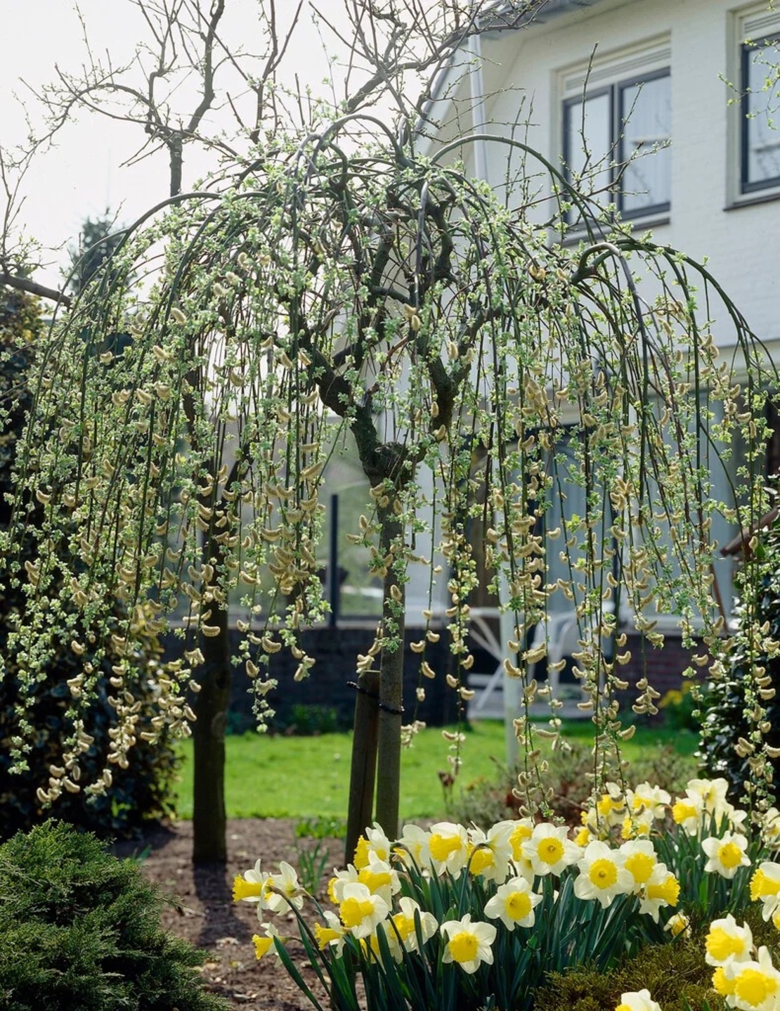 Плачеща върба – Salix caprea 'Kilmarnock'