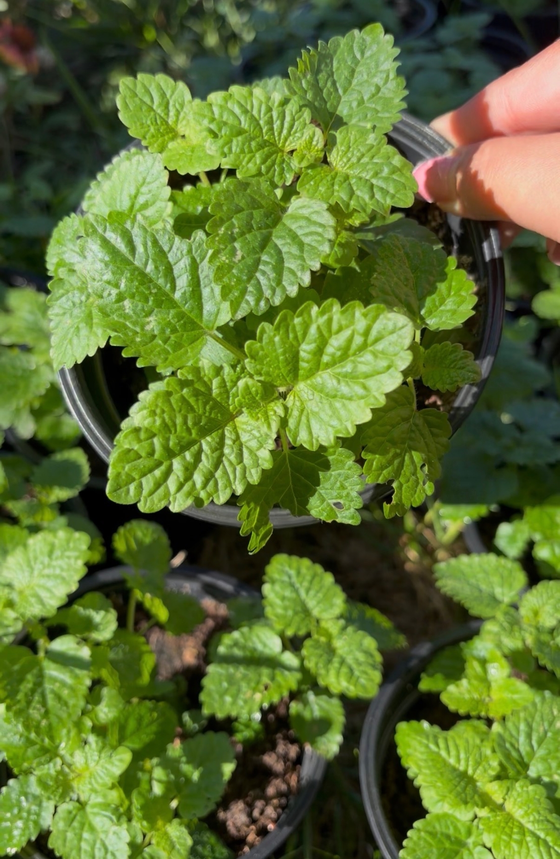 Маточина (Melissa officinalis)