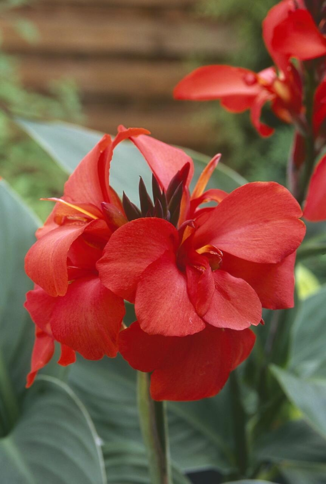 Кана / Canna CANNOVA
