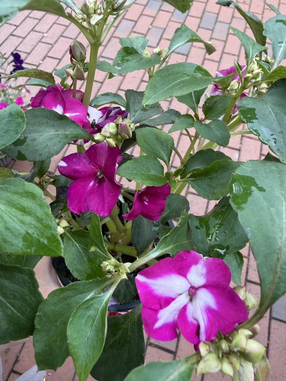 Impatiens walleriana 'Raffael Star Mix' (Циганче / Импатиенс)