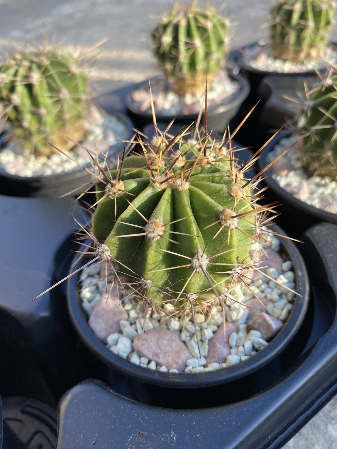 Кактус - Echinopsis oxygona