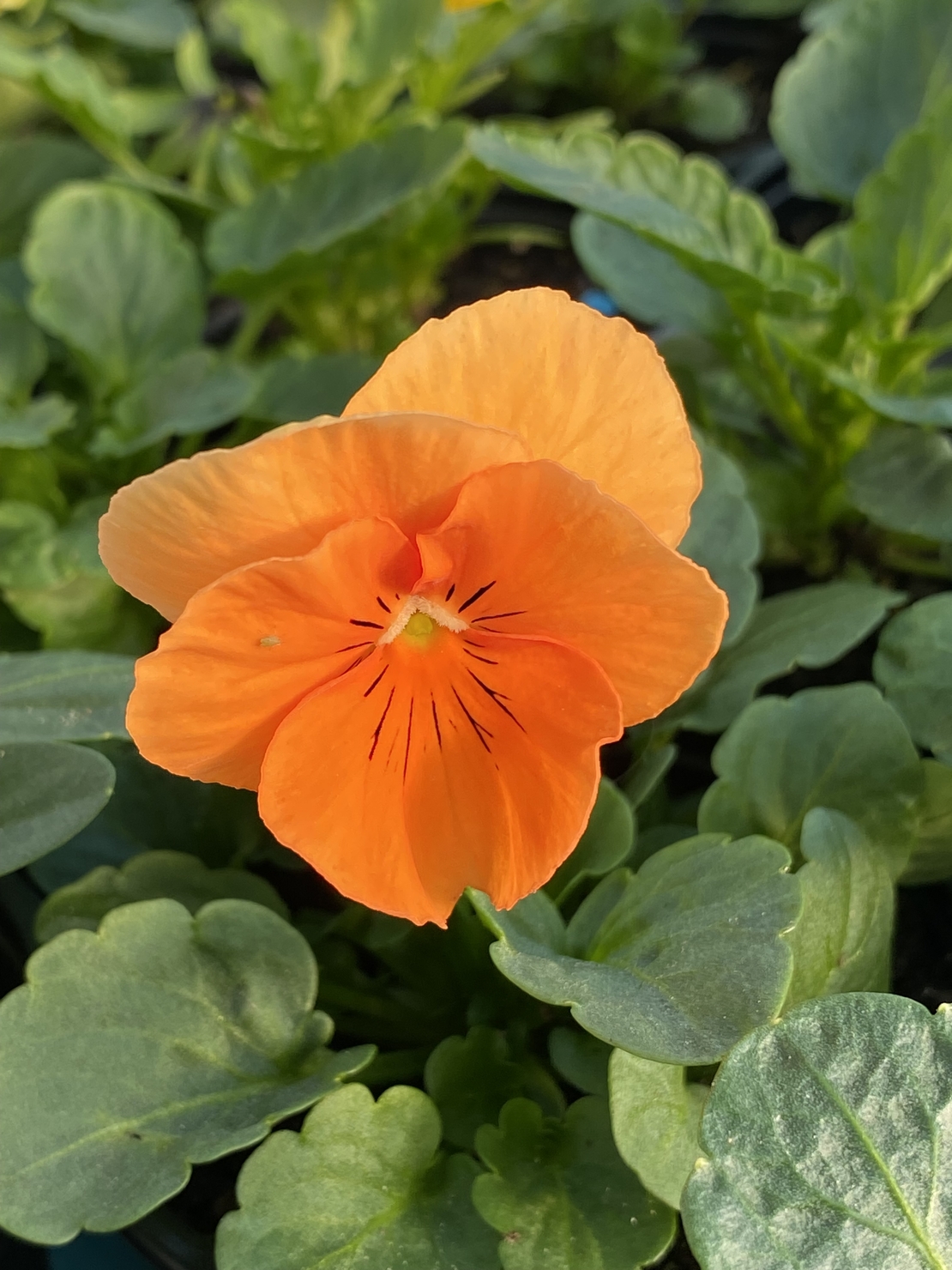 Къдрави теменужки