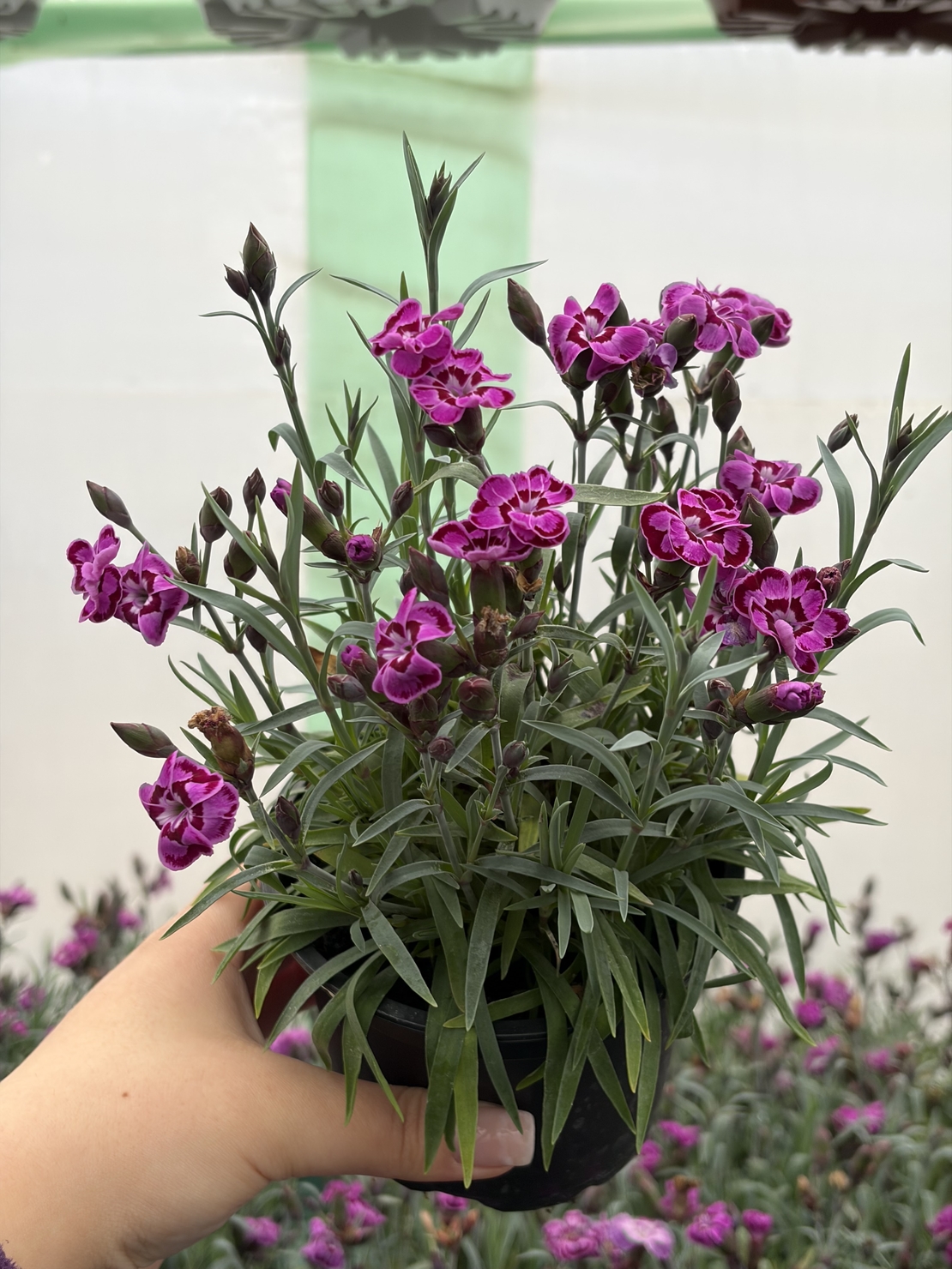 Каскаден ароматен карамфил