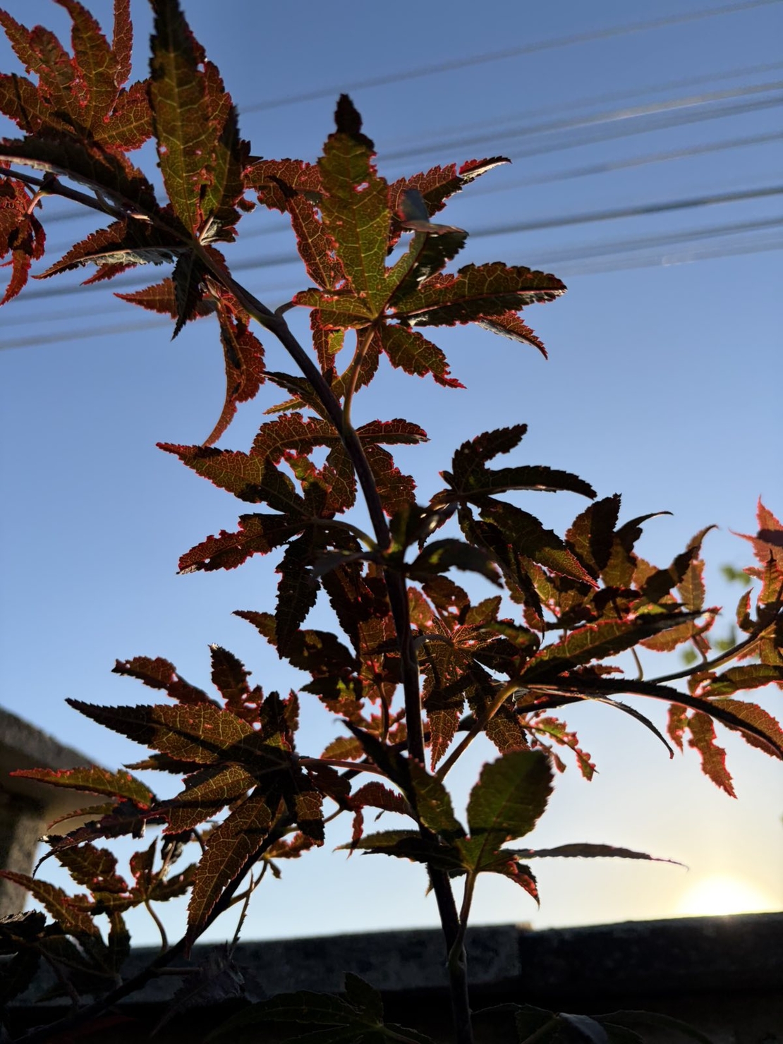 Японски клен ‘Atropurpureum’ (Acer palmatum Atropurpureum)