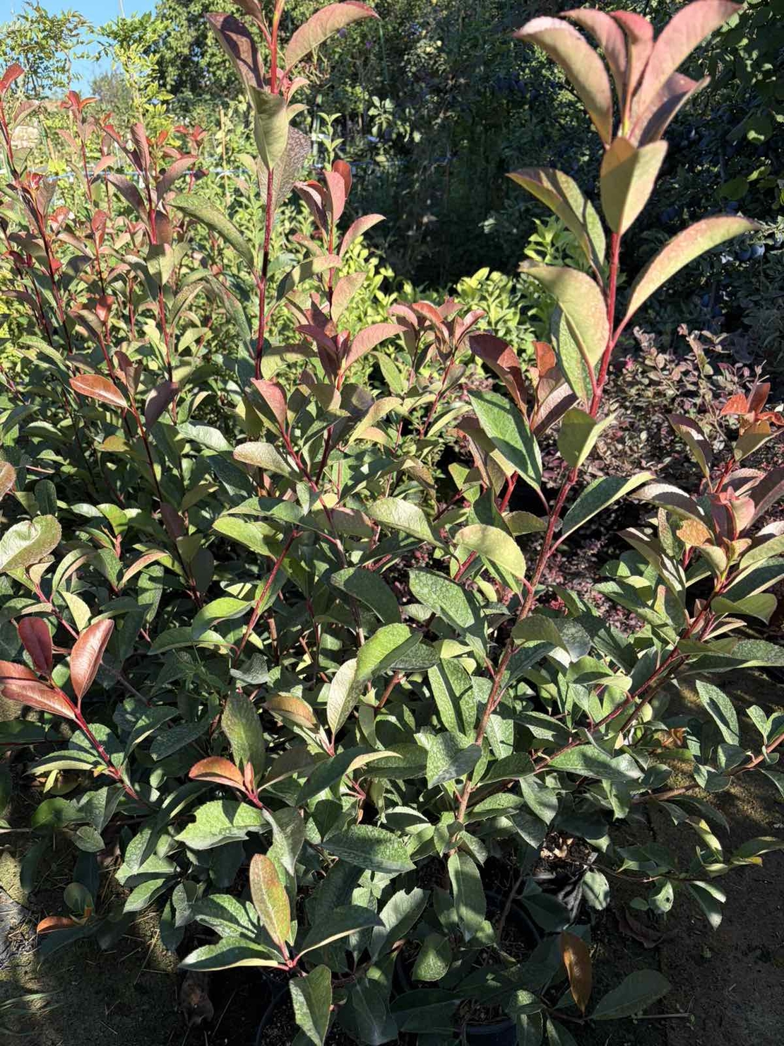 Фотиния ‘Red Robin’ / Photinia × fraseri ‘Red Robin'
