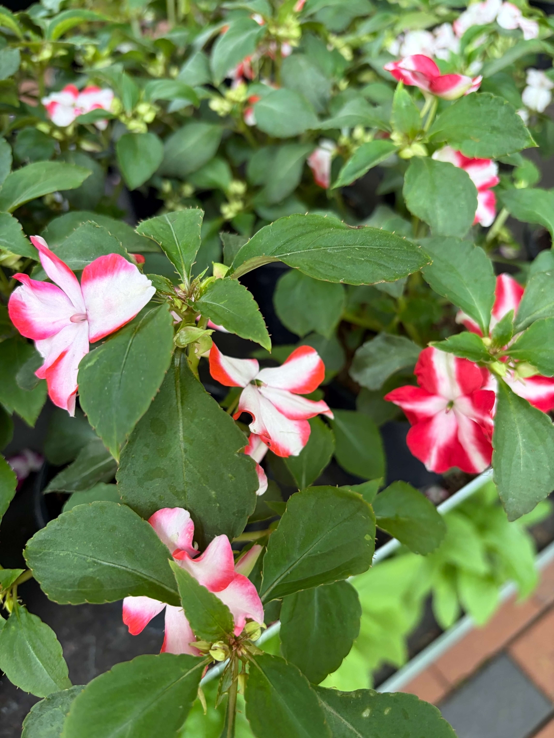 Impatiens walleriana 'Raffael Star Mix' (Циганче / Импатиенс)
