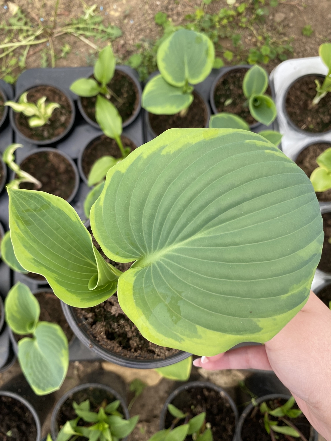 Хоста /Hosta/ - Christmas Tree