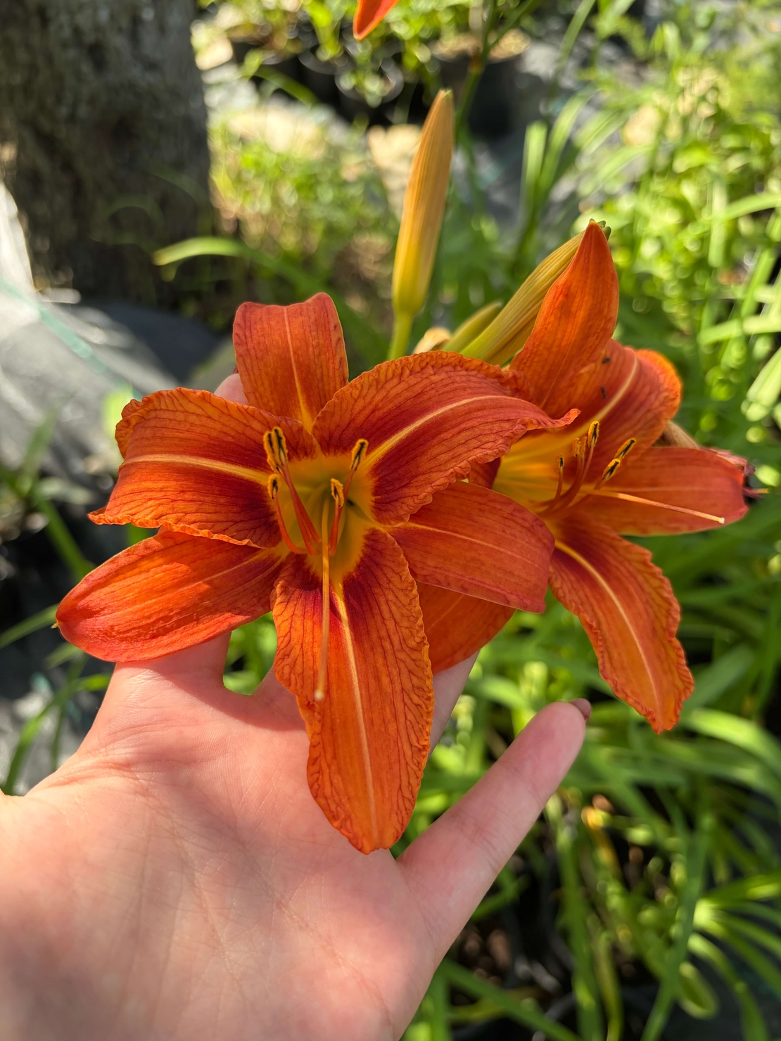Хемерокалис (Hemerocallis)