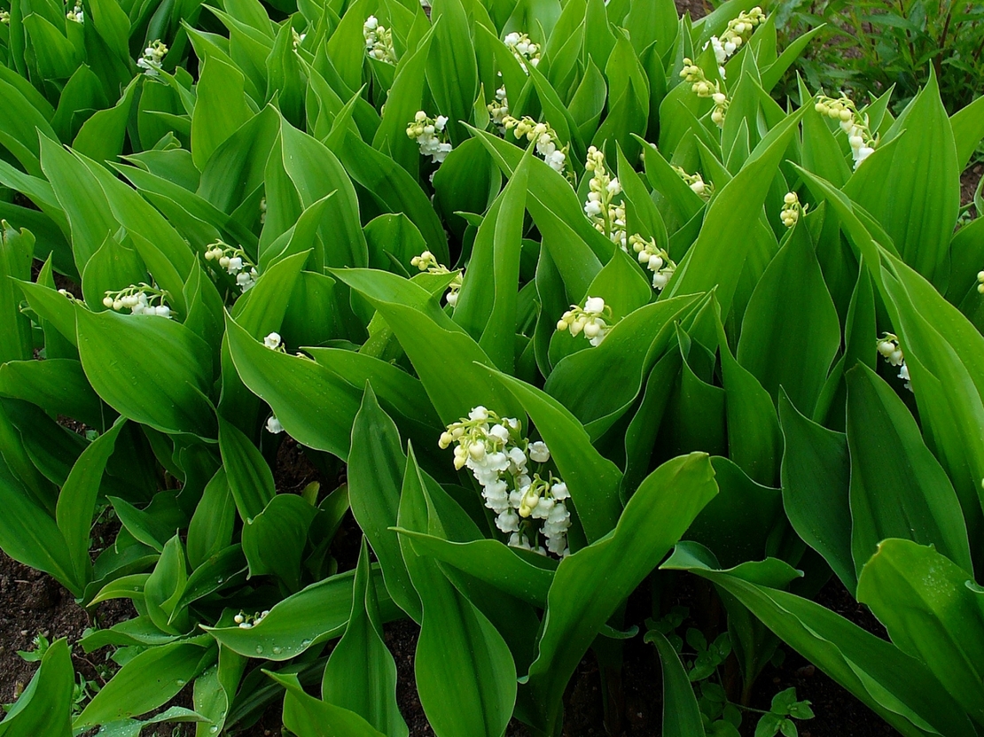 Момина сълза (Convallaria majalis)