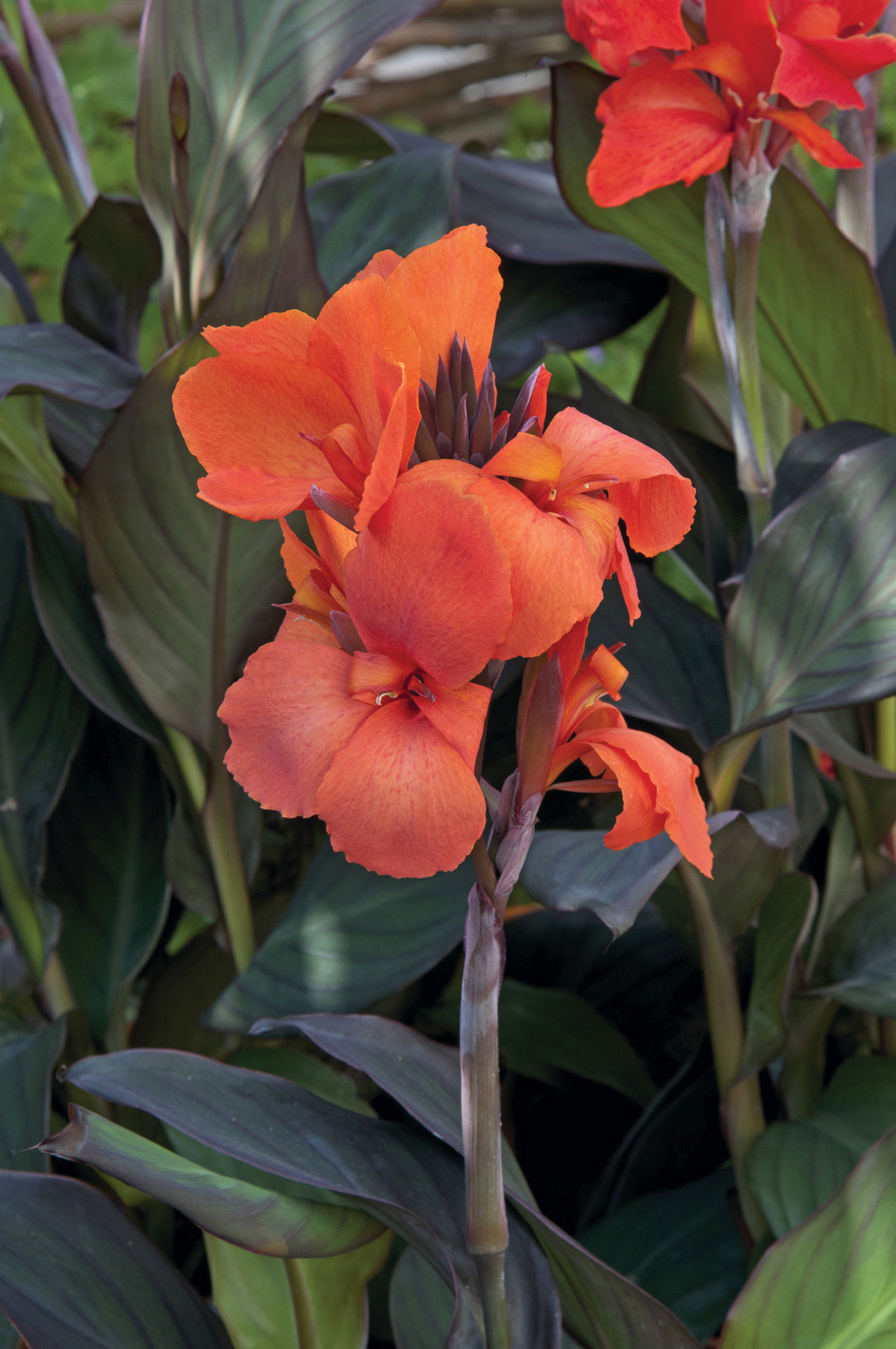 Кана / Canna CANNOVA