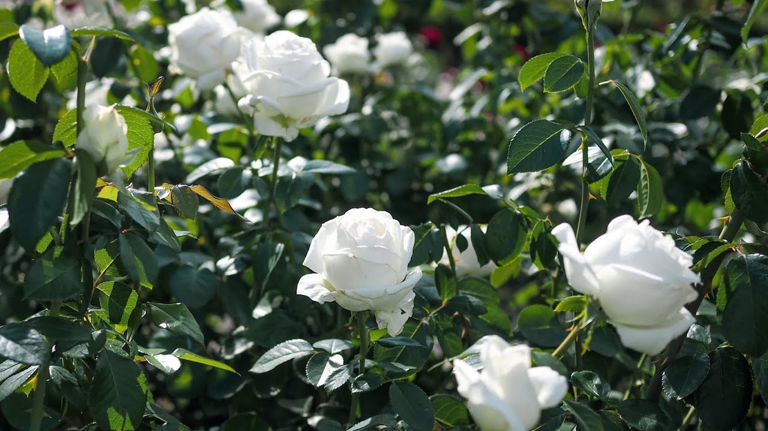 PIERRE ARDITI® Meicalanq