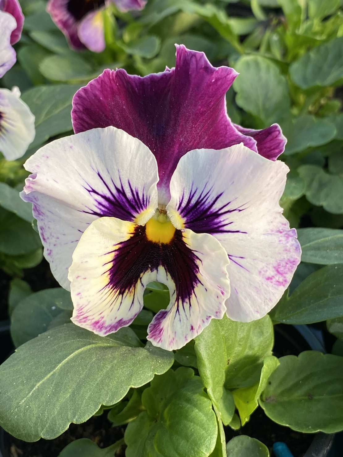 Къдрави теменужки