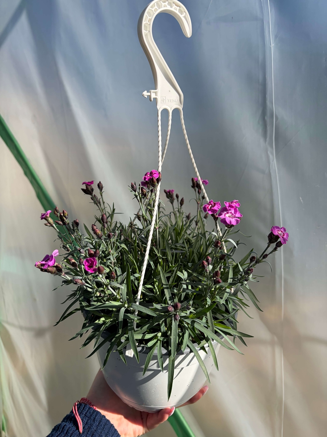 Каскаден ароматен карамфил - кошници