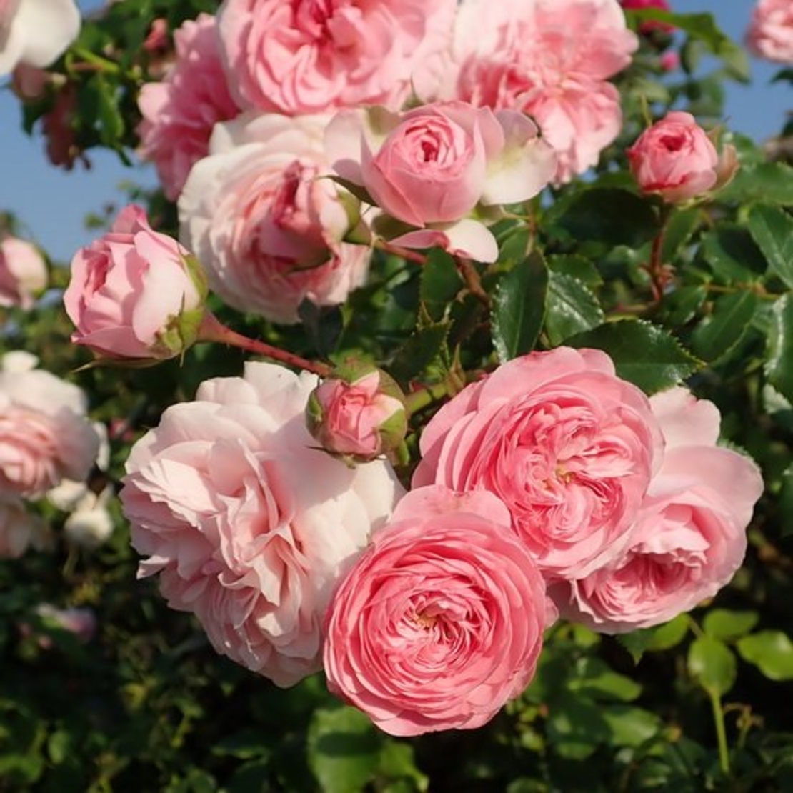 Larissa® rose
