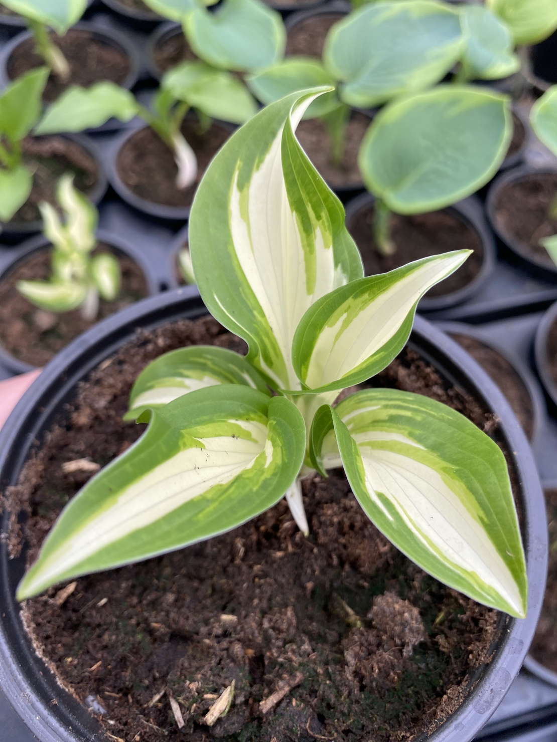 Хоста /Hosta/ - Hosta Mediovariegata