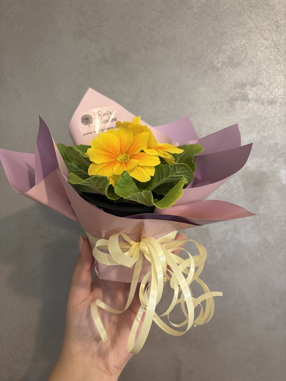 Опаковане на цвете в саксия за подарък