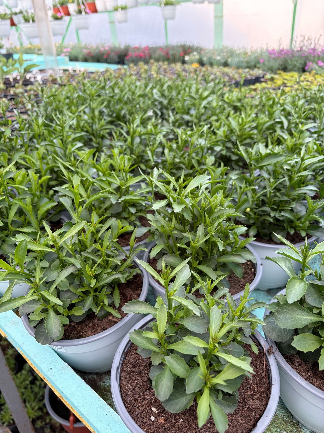 Лобелия - тройка компактна (compact Fashion)